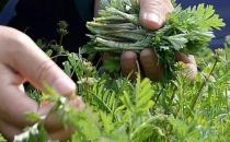 野菜的營養價值 野莧菜的好吃做法簡單易學哦