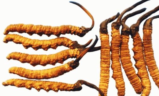 中藥緩解失眠 四大食物教你調(diào)理失眠