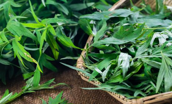 看艾葉灰的神奇功效 正確使用有消炎、殺菌的作用