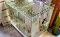 ?家中放魚缸有利于身體健康 給養魚新手的一些建議