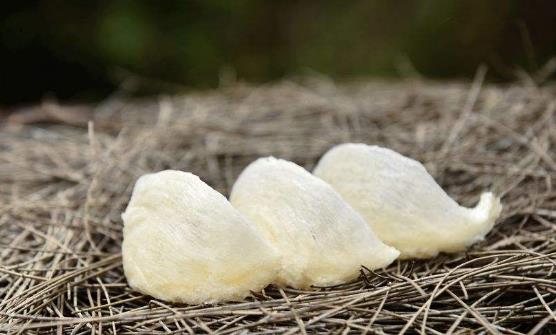 吃燕窩來養生 家常燉燕窩的做法