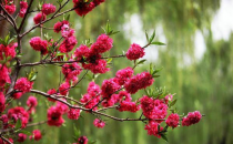 ?足太醫(yī)丨春日好時(shí)光，養(yǎng)生正當(dāng)時(shí)