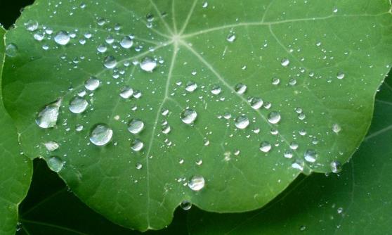 白帶異常注意飲食 治療白帶異常的食療補(bǔ)方