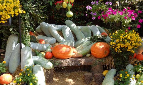 冬瓜的功效與作用 有較強的利尿作用可增加減肥效果