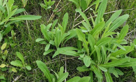 苦菜能補血消暑清熱解毒 紫花苦菜泡水喝的使用禁忌