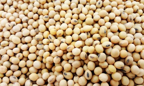 常吃黃豆預防老年癡呆癥 食用黃豆的注意事項