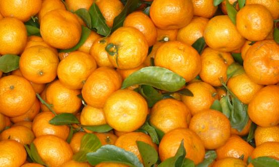 常食沙糖桔祛痰平喘調理脾胃 食用沙糖桔的注意事項