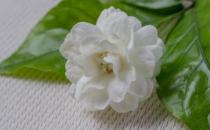?茉莉花能改善生活中的身體不適 關(guān)于茉莉花的藥用功效
