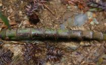 ?竹子根的功效與作用 能讓人體自身免疫力明顯提高