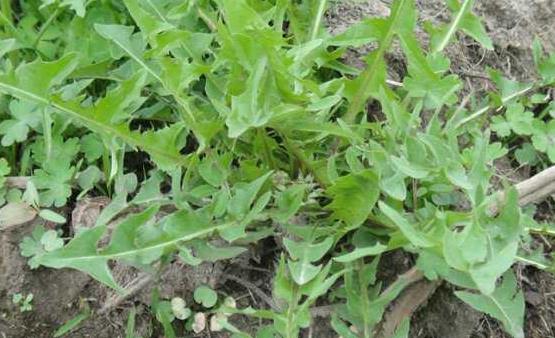 不起眼的蒲公英能夠治療很多疾病 蒲公英的16大妙用