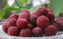 ?楊梅有果中瑪瑙之譽(yù) 楊梅的食用禁忌