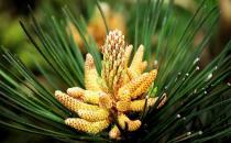 ?松花粉的功效與作用 保護(hù)心血管改善心臟和大腦的微循環(huán)