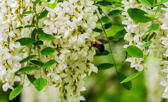 洋槐花的藥用價值和副作用 洋槐花簡單美味又解饞的做法