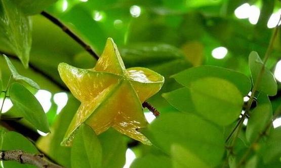 楊桃的各種好處與不當?shù)牡胤?吃楊桃要多加注意