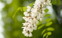 ?洋槐花的藥用價(jià)值和副作用 洋槐花簡單美味又解饞的做法