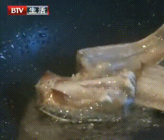 甲醛浸泡過的帶魚一碰熱油就扭曲、炸裂“開花”,千萬別買別吃