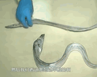 甲醛浸泡過的帶魚一碰熱油就扭曲、炸裂“開花”,千萬別買別吃