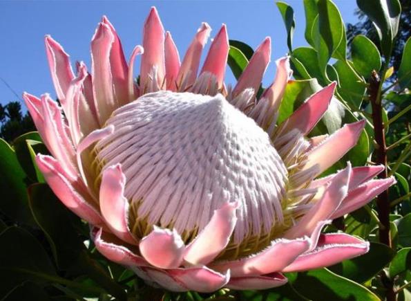 帝王花如何養(yǎng)殖？習性是什么？學會這幾點帝王花養(yǎng)起來不難！