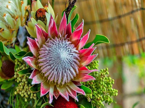 帝王花如何養(yǎng)殖？習性是什么？學會這幾點帝王花養(yǎng)起來不難！