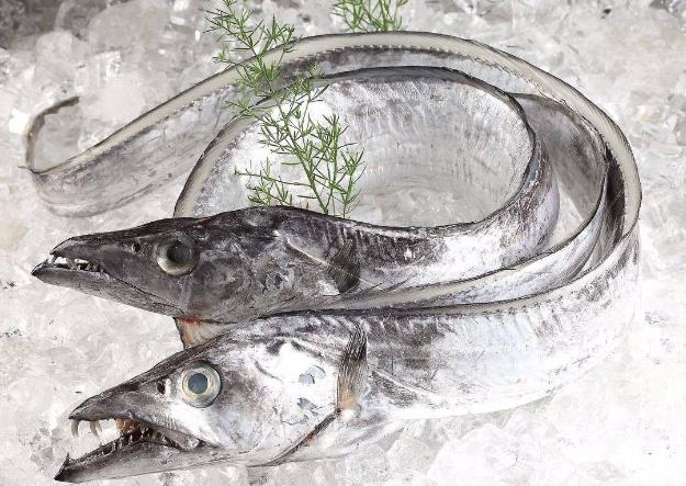 為什么帶魚不能人工養殖？帶魚是深海魚嗎？有什么營養價值