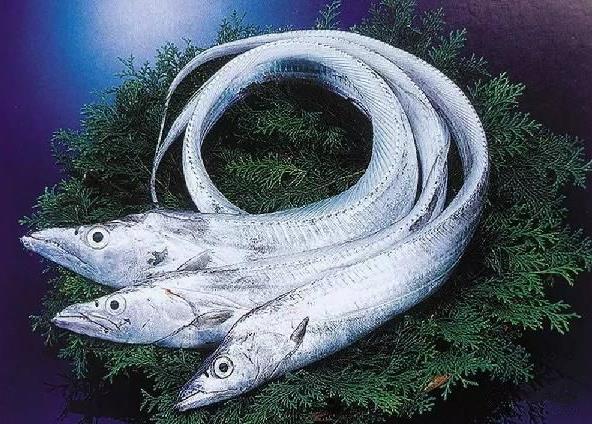 為什么帶魚不能人工養殖？帶魚是深海魚嗎？有什么營養價值