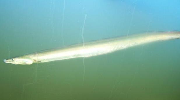 為什么帶魚不能人工養殖？帶魚是深海魚嗎？有什么營養價值