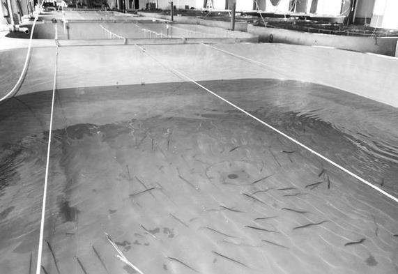 為什么帶魚不能人工養殖？帶魚是深海魚嗎？有什么營養價值