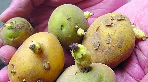 土豆發芽不能吃了就得扔掉？四種巧用發芽土豆的實用小妙招