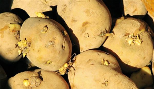 土豆發芽不能吃了就得扔掉？四種巧用發芽土豆的實用小妙招