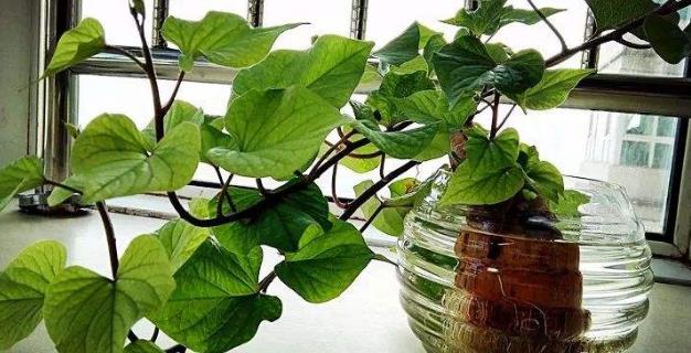 土豆發芽不能吃了就得扔掉？四種巧用發芽土豆的實用小妙招