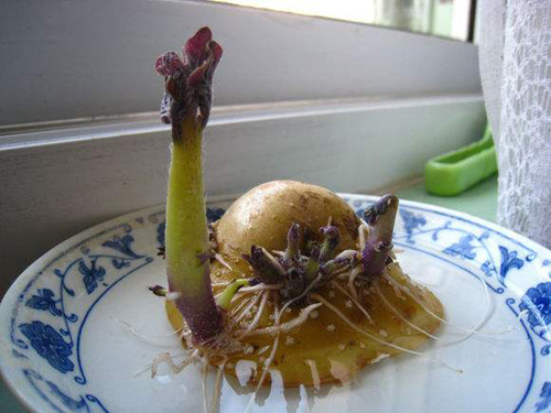 土豆發芽不能吃了就得扔掉？四種巧用發芽土豆的實用小妙招