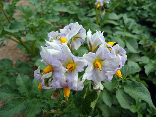 土豆發芽不能吃了就得扔掉？四種巧用發芽土豆的實用小妙招