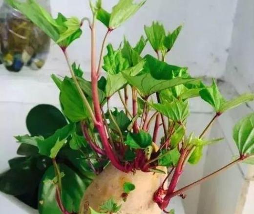 土豆發芽不能吃了就得扔掉？四種巧用發芽土豆的實用小妙招