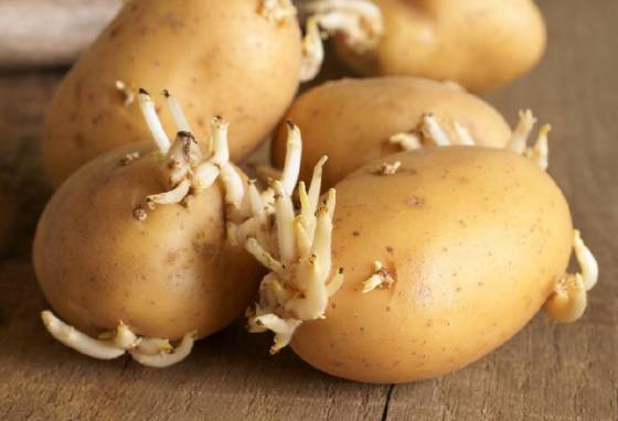 土豆發芽了還能吃嗎？剛發芽的土豆可以吃嗎