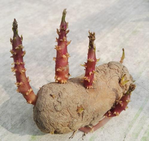 土豆發芽了還能吃嗎?剛發芽的土豆可以吃嗎