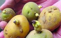 ?土豆發芽不能吃了就得扔掉？四種巧用發芽土豆的實用小妙招