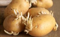 ?土豆發芽了還能吃嗎？剛發芽的土豆可以吃嗎