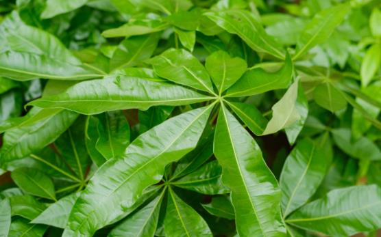 小盆栽的發(fā)財樹能長大嗎 發(fā)財樹小盆栽怎么養(yǎng)