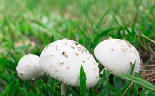 吃蘑菇中毒為什么會出現幻覺 毒蘑菇怎樣吃才不中毒