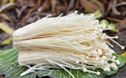 金針菇發黃了還能吃嗎 金針菇怎么才算變質