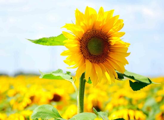 每日花語——向日葵的寓意是什么?