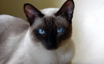 牛蛙價格最新市場價格