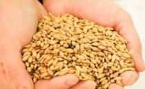 早餐不建議吃哪些食物，不吃早餐的危害：低血糖、胃炎、胃潰瘍